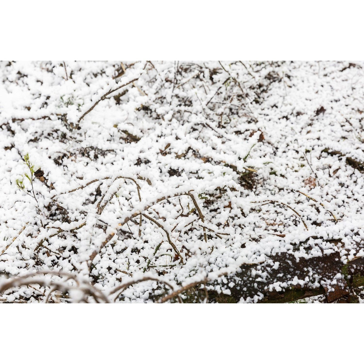beamZ Pro SNOW5000 - Maquina de nieve de alto volumen - Tempo Shop