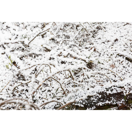 beamZ Pro SNOW5000 - Maquina de nieve de alto volumen - Tempo Shop