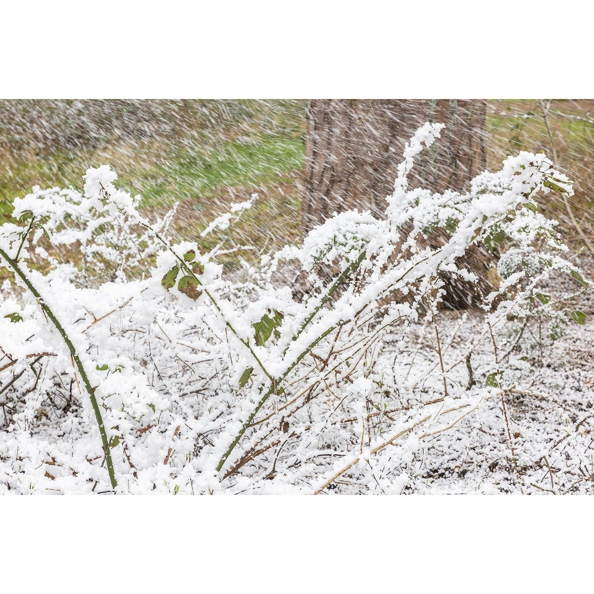 beamZ Pro SNOW5000 - Maquina de nieve de alto volumen - Tempo Shop