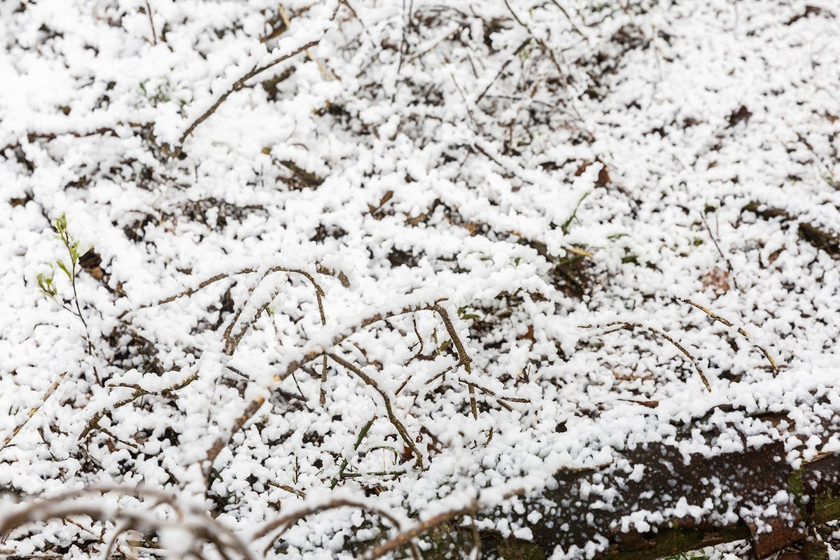 beamZ Pro SNOW5000 - Maquina de nieve de alto volumen - Tempo Shop