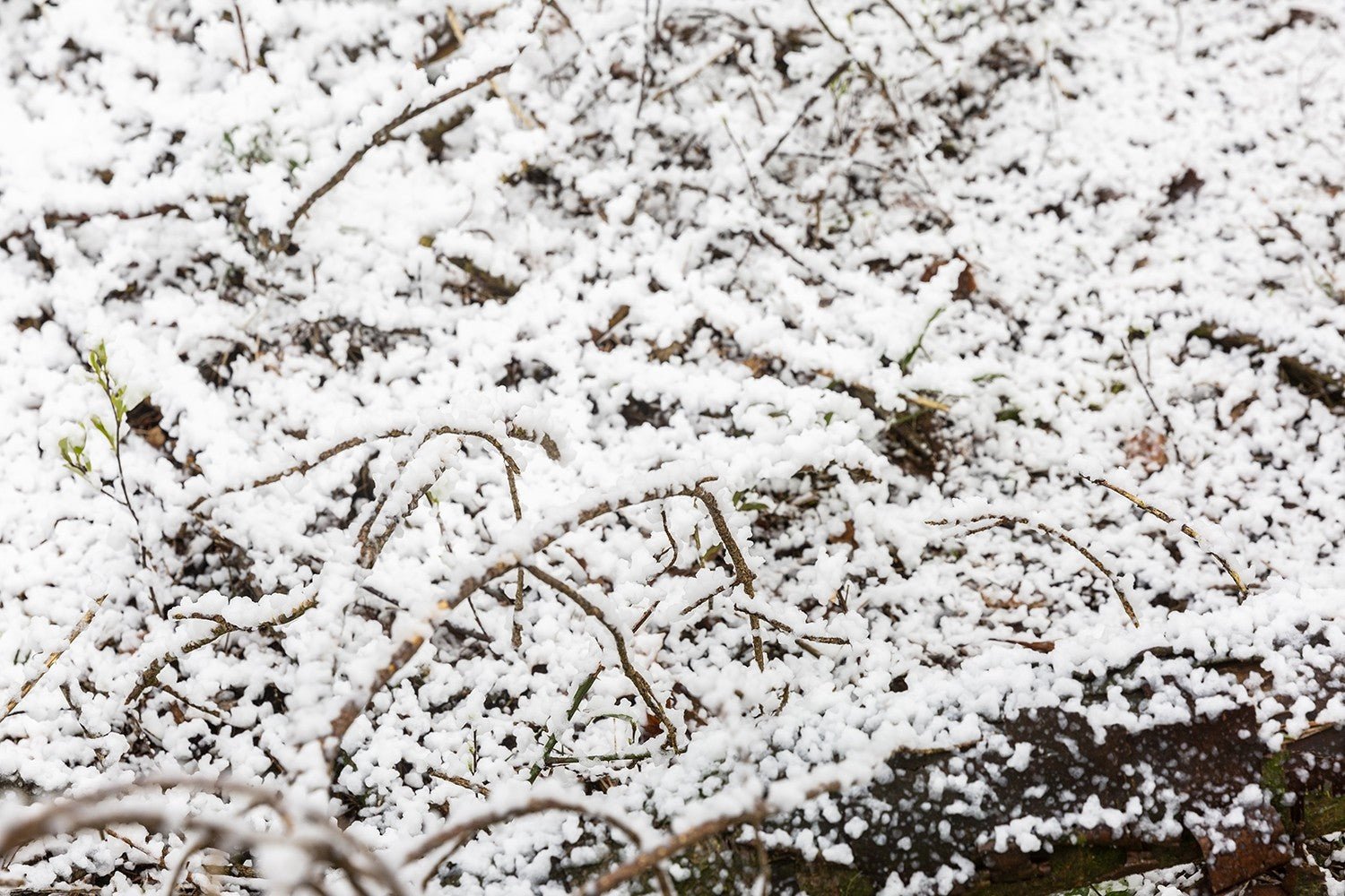 beamZ Pro SNOW5000 - Maquina de nieve de alto volumen - Tempo Shop