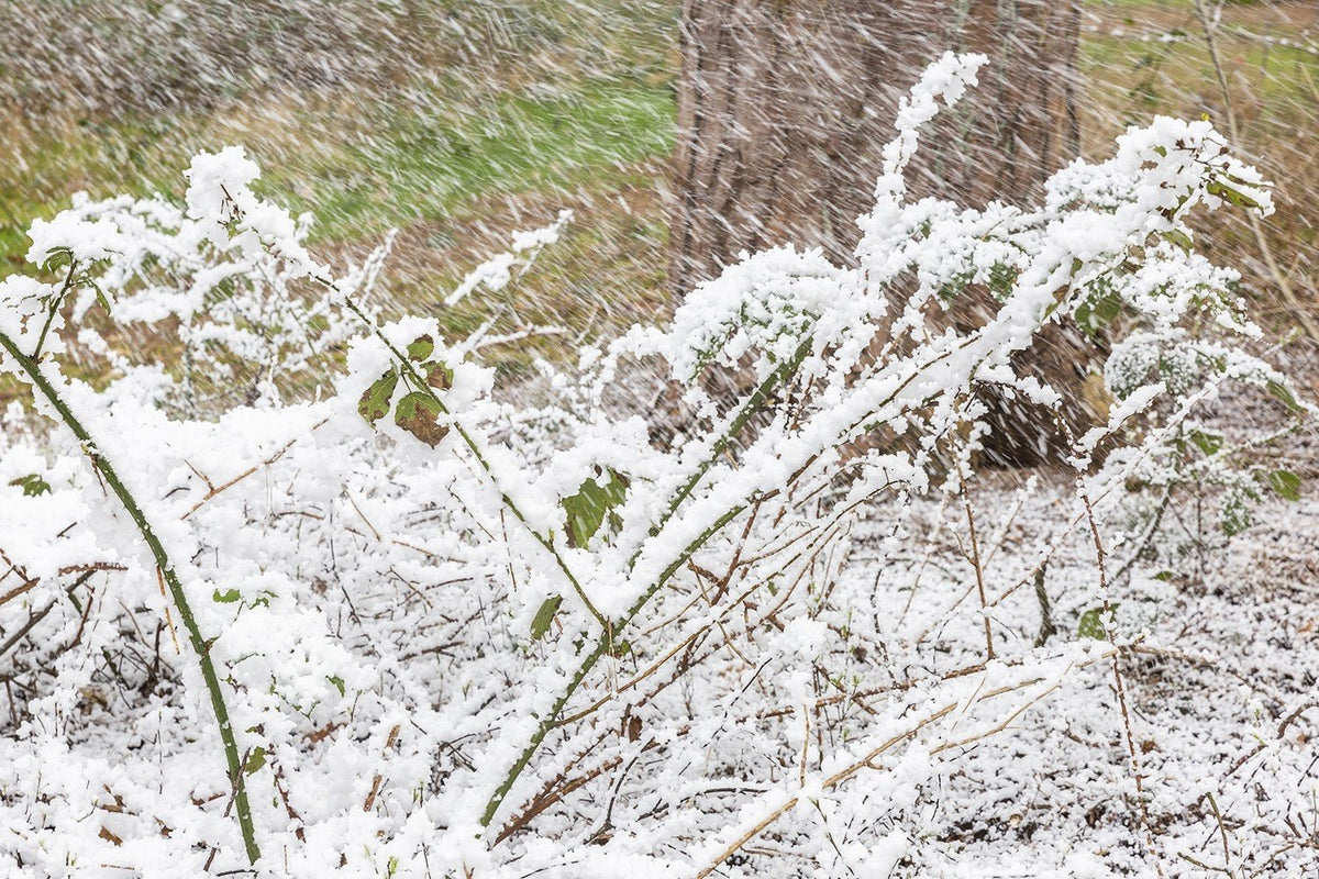 beamZ Pro SNOW5000 - Maquina de nieve de alto volumen - Tempo Shop