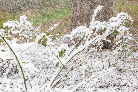 beamZ Pro SNOW5000 - Maquina de nieve de alto volumen - Tempo Shop