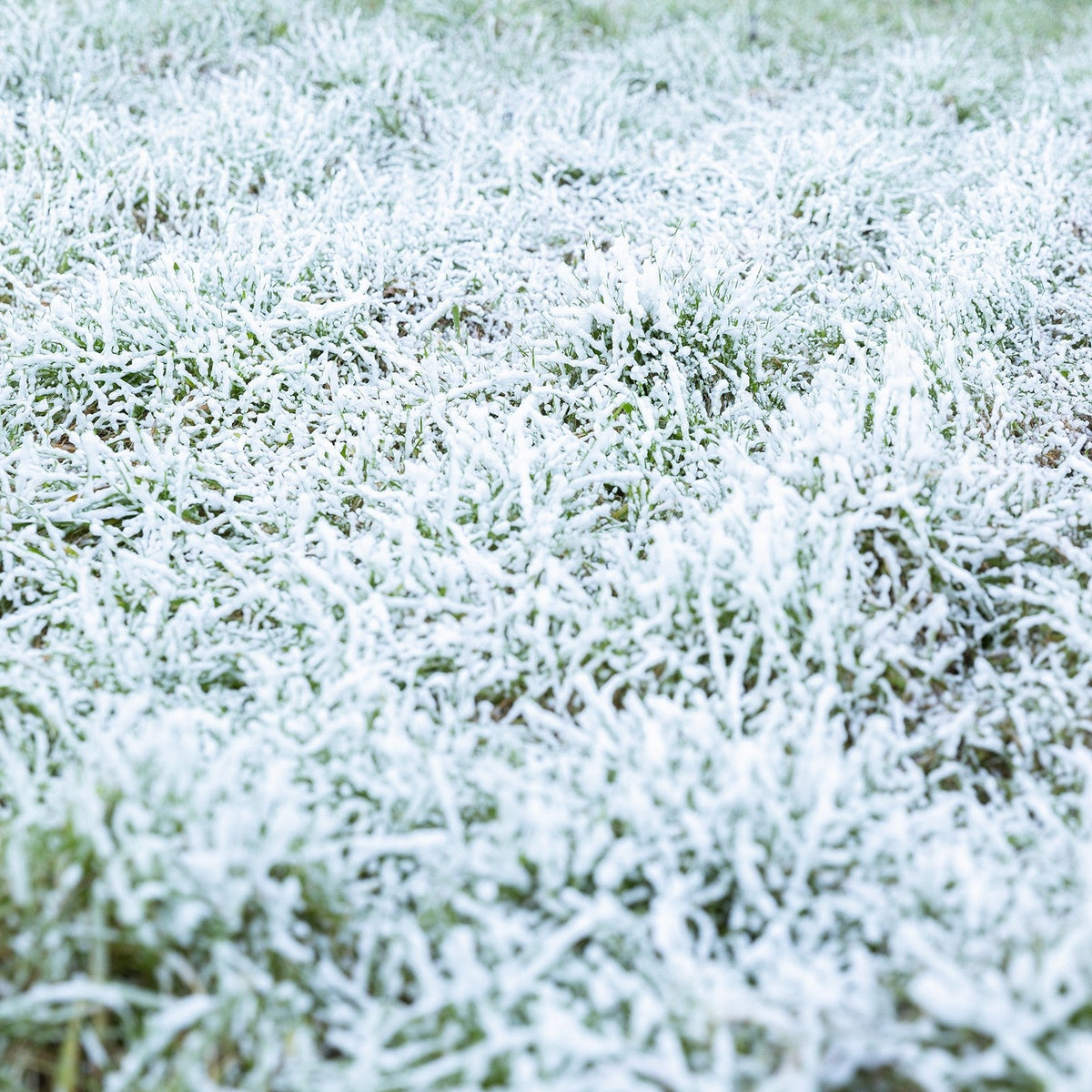 beamZ Rage 1000 - Maquina de nieve con mando a distancia - Tempo Shop